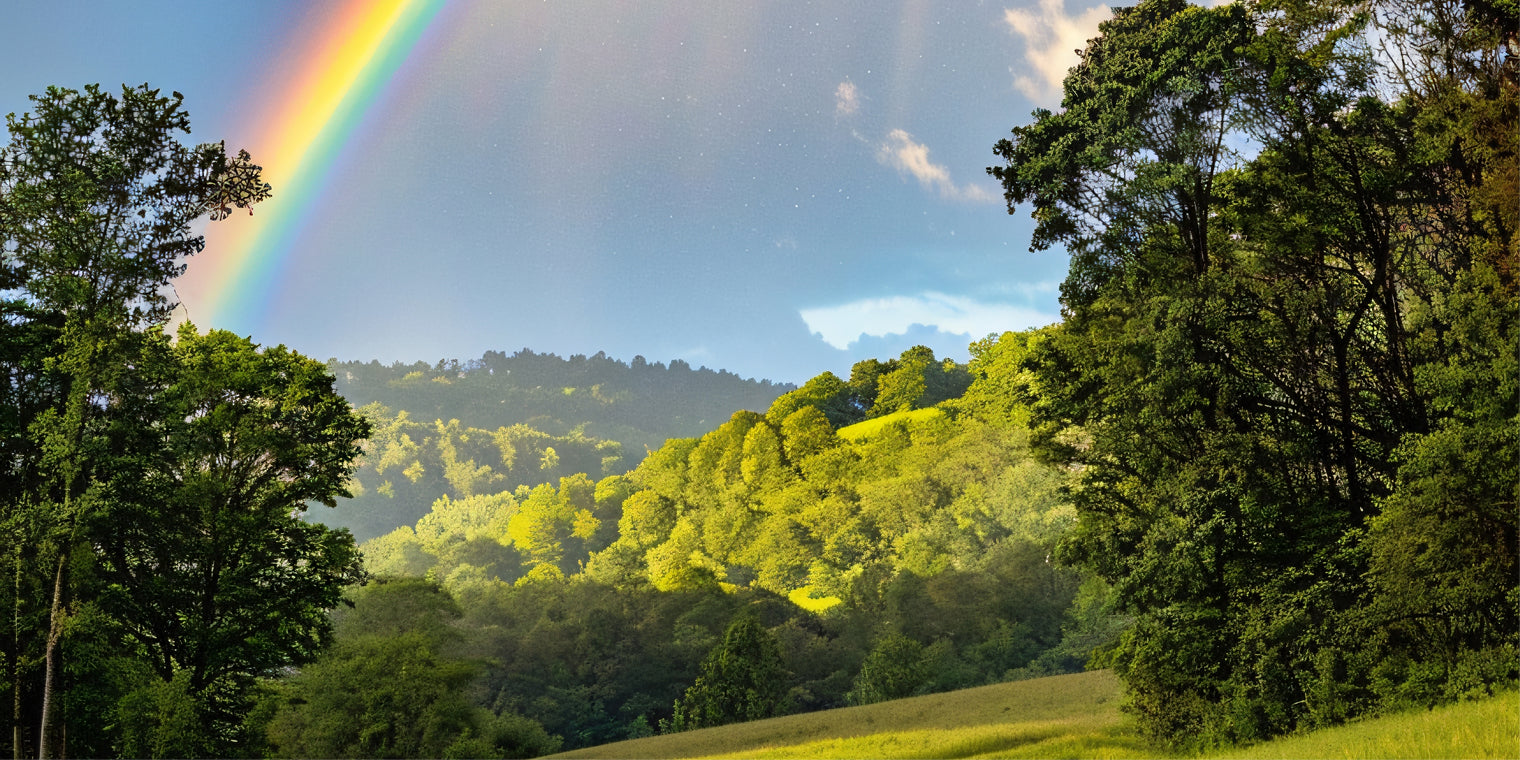 Buy Rainbow: Celebrating Community and Connection