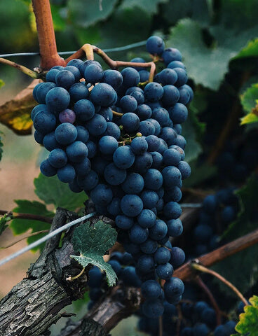 <p>Chocolate and </p><p>Wine Masterclass</p>